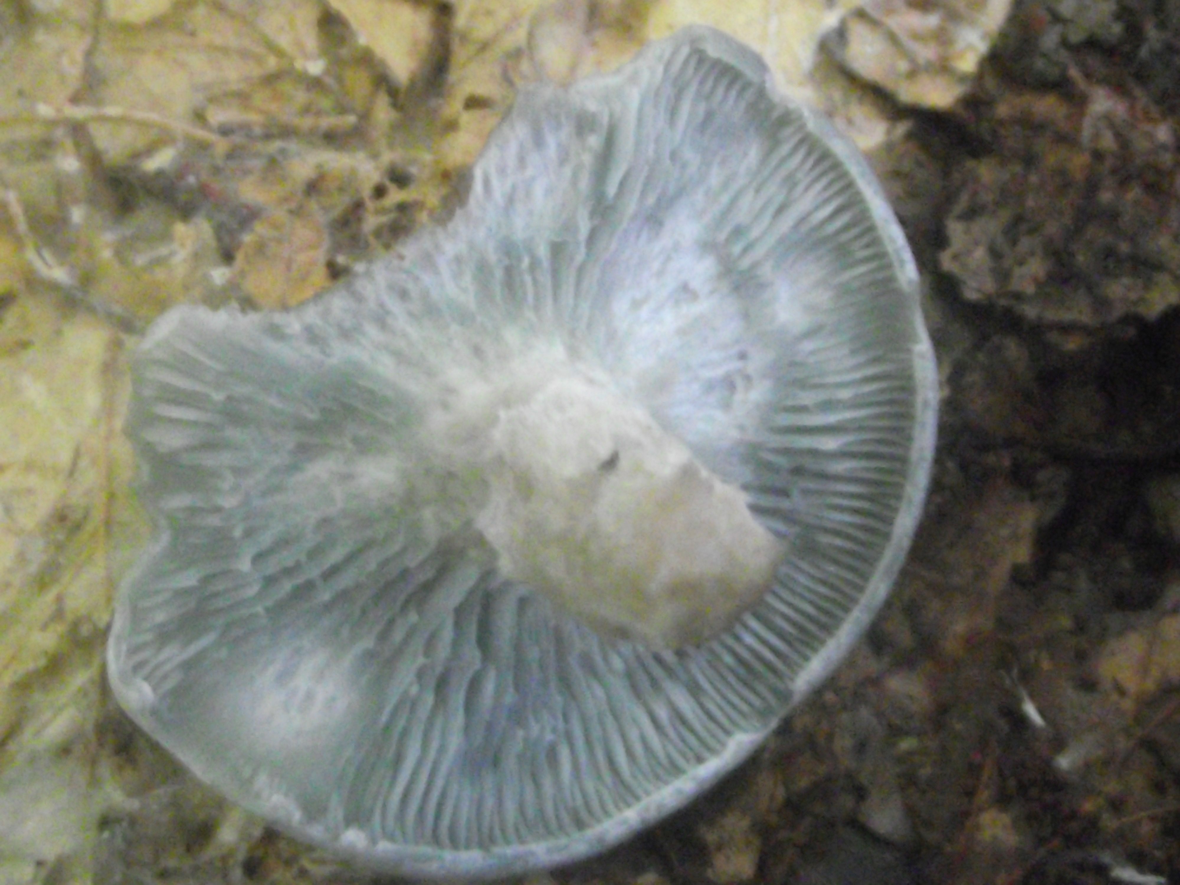 Grüner Anistrichterling